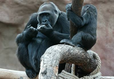 Gorily pravideln trénují odchod z expozice do protipovodové ve